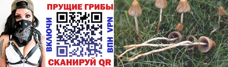 Галлюциногенные грибы Magic Shrooms  где найти   Светлоград 